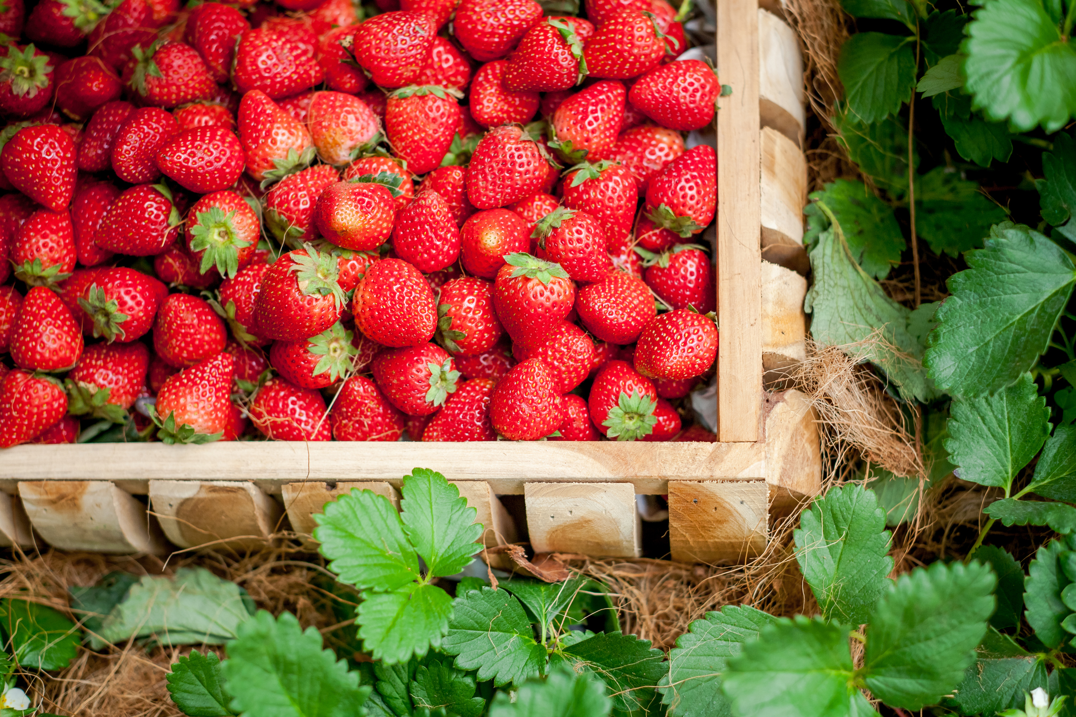 Buy Vegetables, Flowers, Natives and Herbs Online